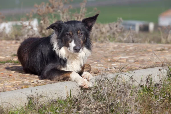 Deitado cão pastor fronteira collie — Fotografia de Stock