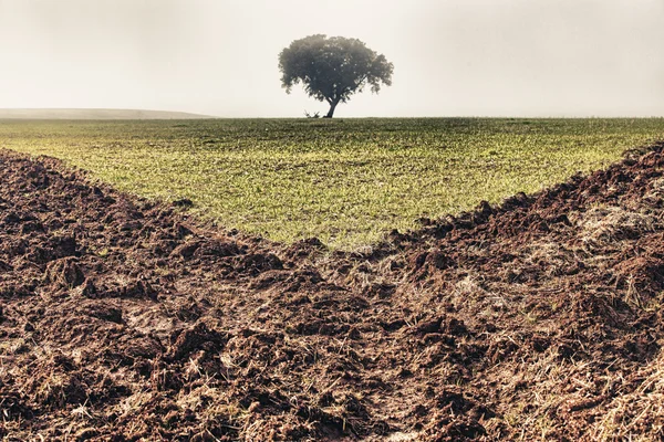 Dehesa con niebla — Foto de Stock