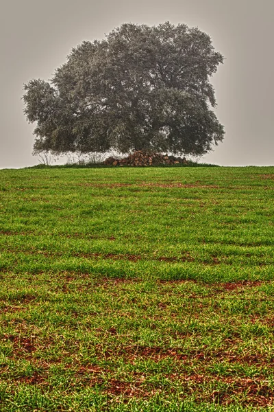 Dehesa com nevoeiro — Fotografia de Stock