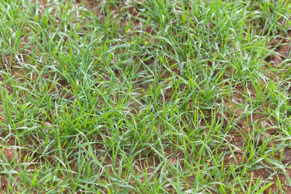 Свіжі товсті карбонові трави — стокове фото