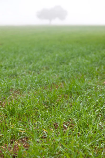 Vått gräs på dehesa med fog — Stockfoto