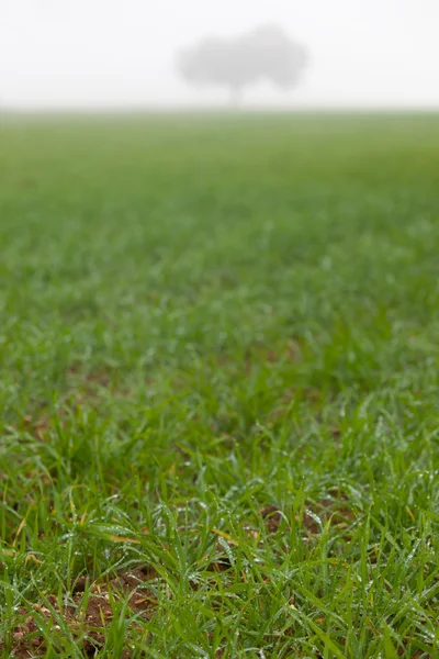 Мокрая трава на дегезе с туманом — стоковое фото