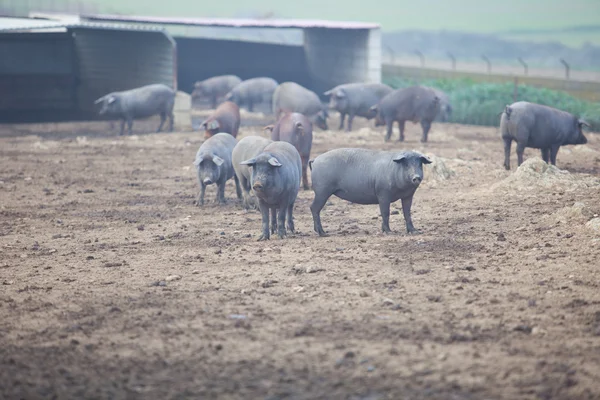 Porcos ibéricos negros — Fotografia de Stock