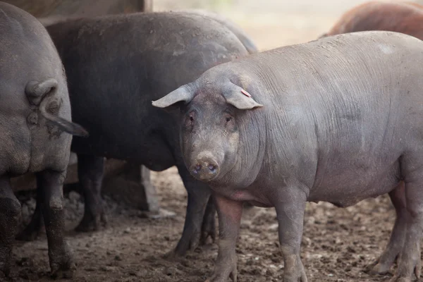 Schwarze iberische Schweine — Stockfoto