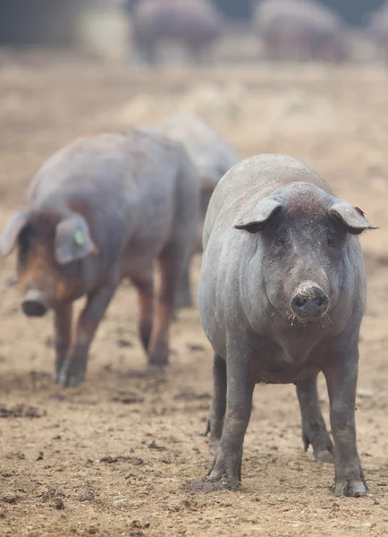 Чёрные иберийские свиньи — стоковое фото