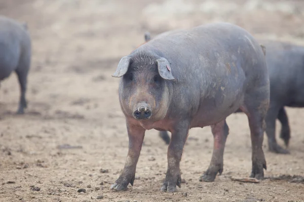 Black Iberian pigs — Stock Photo, Image