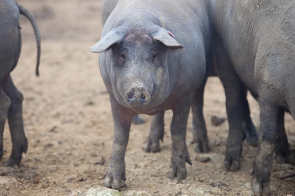 Zwarte Iberische varkens — Stockfoto