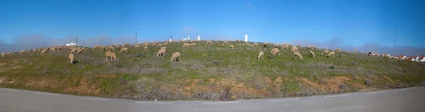 Пасутся овцы — стоковое фото