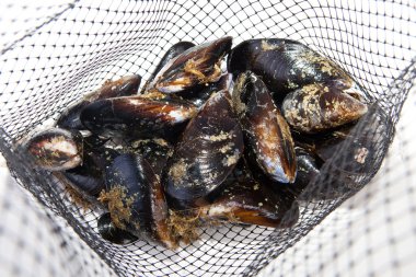 Fresh mussels on net clipart