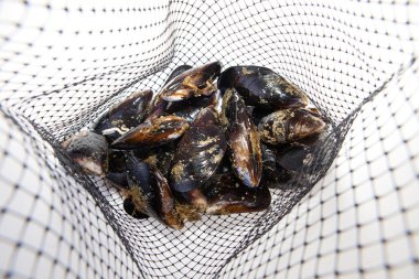 Fresh mussels on net clipart