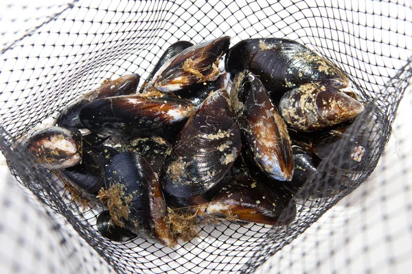 Cozze fresche in rete — Foto Stock