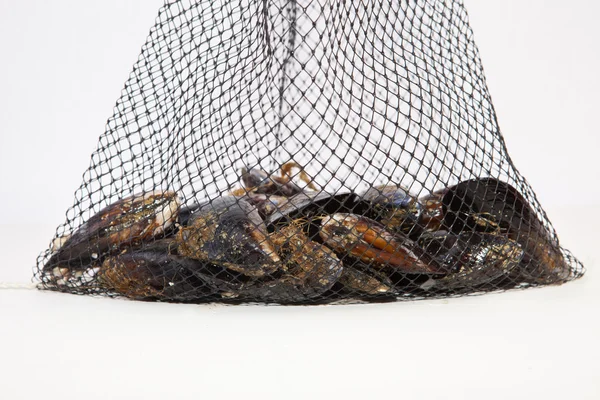 Fresh mussels on net — Stock Photo, Image