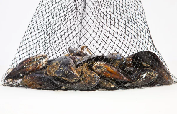 Fresh mussels on net — Stock Photo, Image