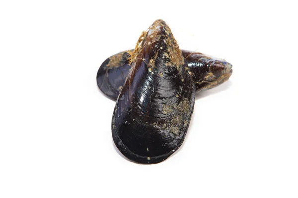 Cozze fresche crude — Foto Stock