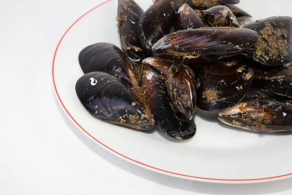 Cozze fresche crude — Foto Stock