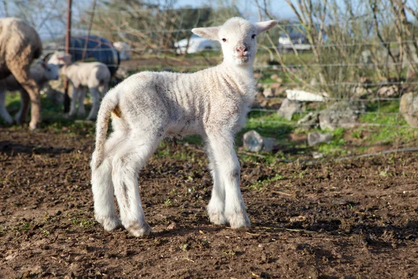 Lamm på dehesa landskap — Stockfoto