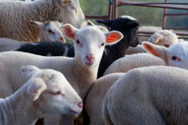 Some young lambs fenced in — Stock Photo, Image