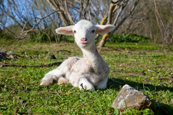 Lamm på dehesa landskap — Stockfoto