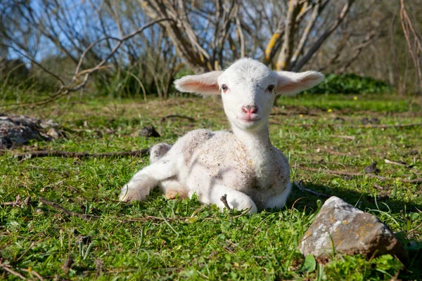 Lamb on dehesa landscape — Stock Photo, Image