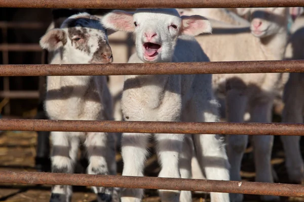 Some young lambs fenced in — Stock Photo, Image