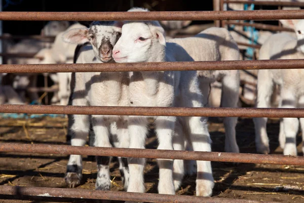 Alcuni giovani agnelli recintati in — Foto Stock