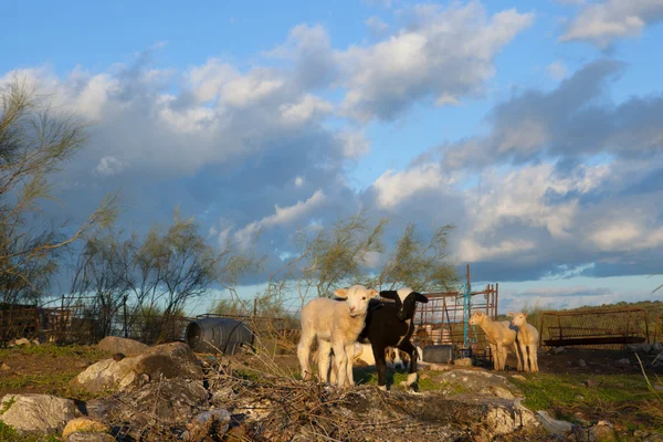 Jehňata na dehesa krajina — Stock fotografie