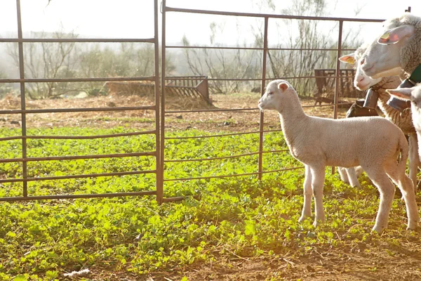 Gün batımında koyun — Stok fotoğraf