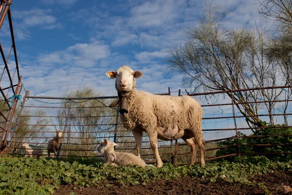 Bebé cordero y su oveja materna —  Fotos de Stock