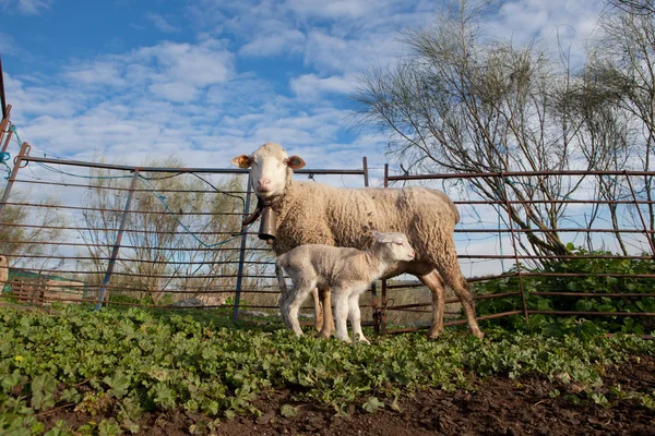 Baby lamm och hennes mödrar får — Stockfoto