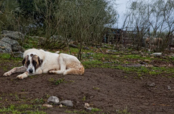 Spanish mastiff dog resting — Stock Photo, Image