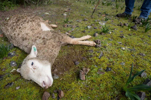 Sheep dead — Stock Photo, Image