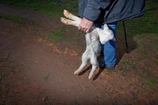 Baby lamb in the arms of the shepherd — Stock Photo, Image