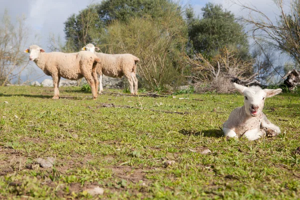 Baby lamb and her maternal sheeps — Stock Photo, Image