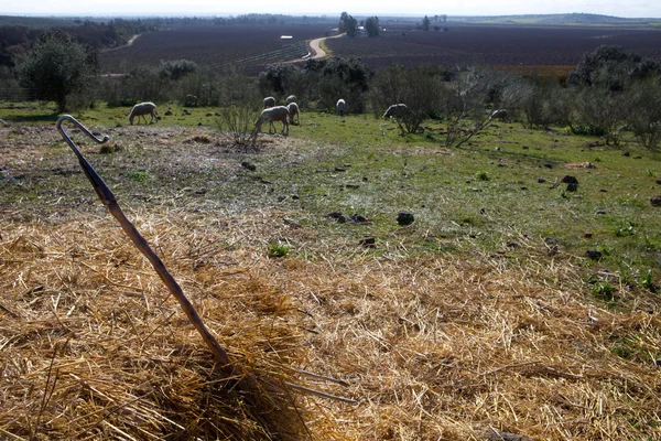 Shepherd cane — Stock Photo, Image