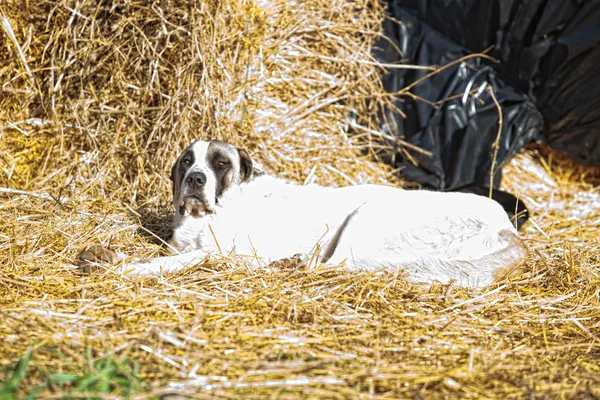 Mastín español hond rusten — Stockfoto