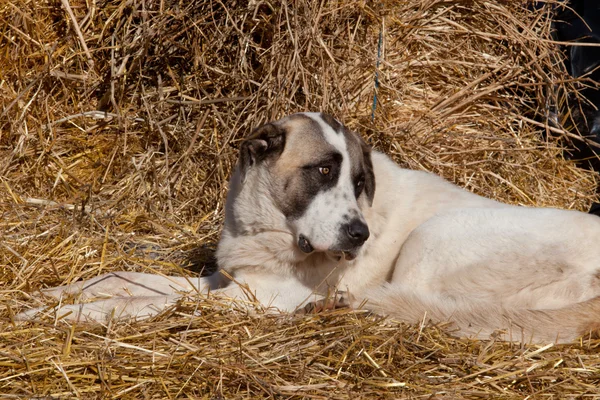 Mastín español hond rusten — Stockfoto