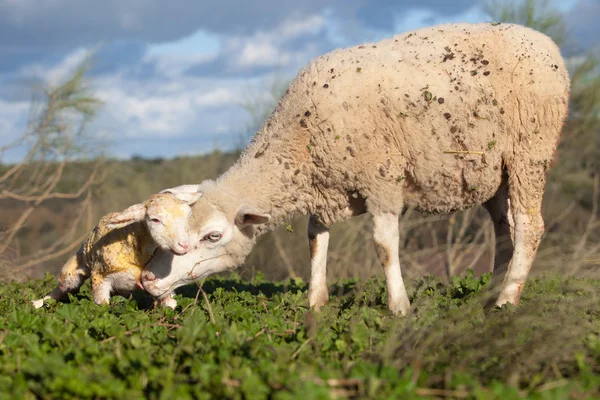 Baby lamb and her maternal sheep — Stock Photo, Image