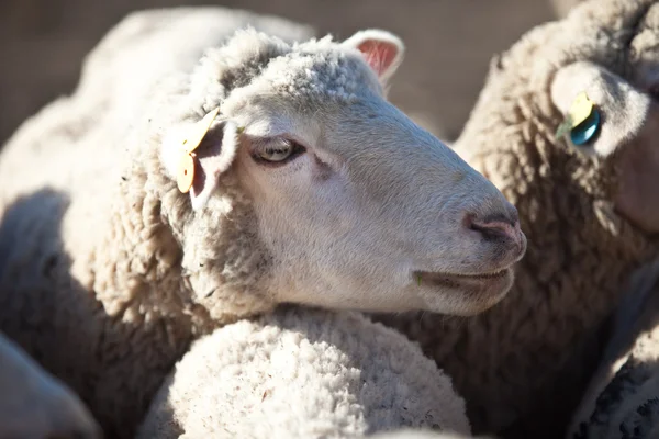 Sheep head closeup — Stock Photo, Image