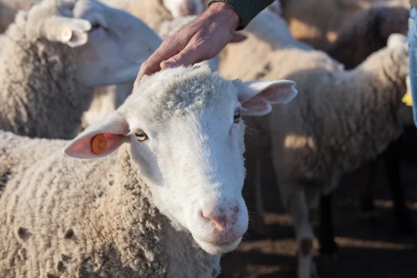 Shepherd smekning — Stockfoto