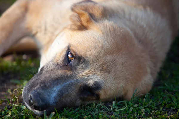 Spanish mastiff dog resting — Stock Photo, Image