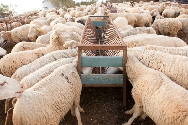 Sheeps eating — Stock Photo, Image