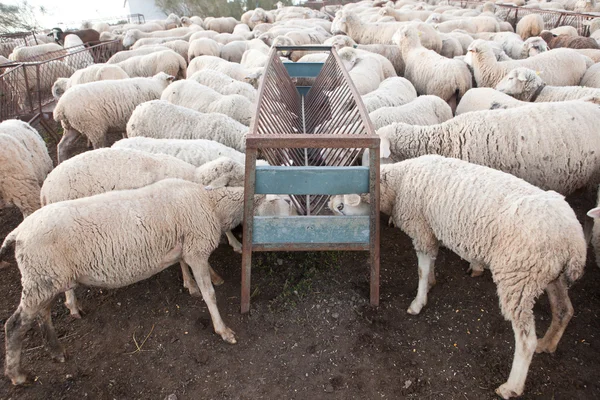 Pecore mangiare — Foto Stock
