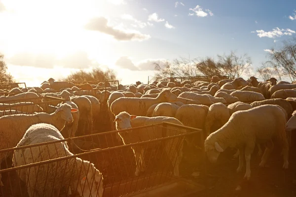 Pecore al tramonto — Foto Stock