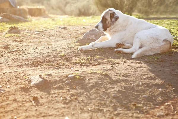 Spanish mastiff dog resting — Stock Photo, Image