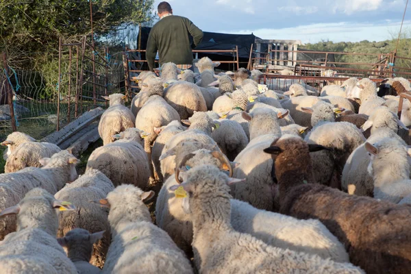 Следуйте за пастухом — стоковое фото