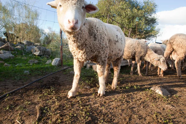 Sheeo närbild — Stockfoto