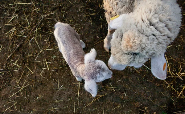 Baby lamb and her maternal sheep — Stock Photo, Image