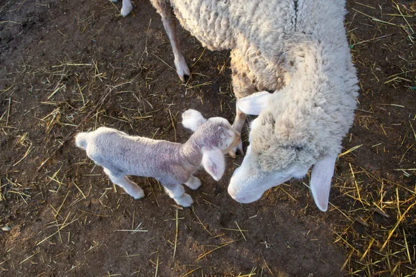 Baby lamb and her maternal sheep — Stock Photo, Image