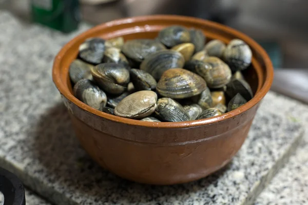 Fresh raw manila clams — Stock Photo, Image
