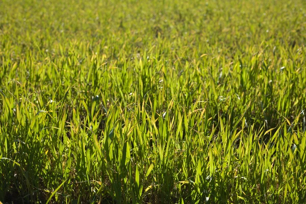 Backlight cereais verdes — Fotografia de Stock